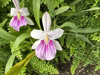 最近こんな花が咲きました